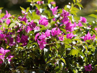 Naklejka premium Bougainvillea spectabilis oder Drillingsblume mit ihrem Ranken und leuchtend rotviolett farbigen Blüten und grün elliptische blätter