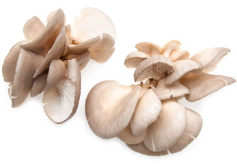 fresh oyster mushrooms on a white background