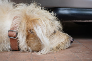 dog sitting on floor and stare