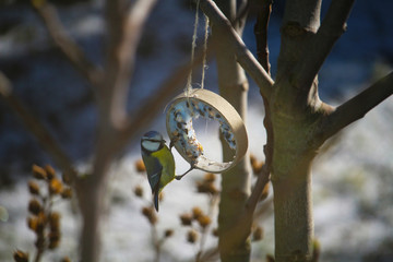 Eurasian blue tit (Cyanistes caeruleus) feeding on ring-shaped suet cake for tits during winter