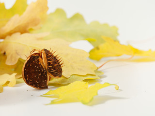 yellow autumn leaves with chestnuts on a white background