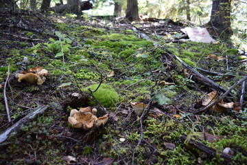 Wild Mushrooms In The Forest