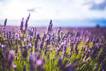 lavender flower on  Selective focus landscape in Brihuega, Spain.
