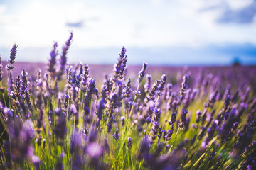 Fototapeta premium lavender flower on Selective focus landscape in Brihuega, Spain.
