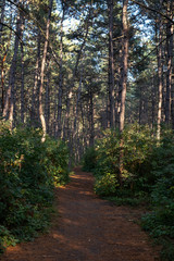 Autumn forest nature.Forest path in the autumn coniferous forest