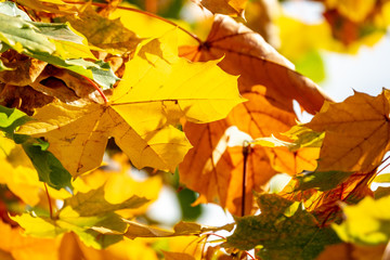 Fototapeta na wymiar Autumn Leaves