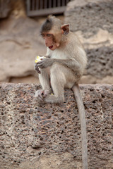 Young monkey eating a fruit while sitting on the street of national park in Thailand. Wildlife and cute animal.
