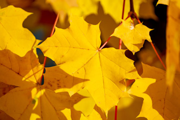 Autumn Leaves