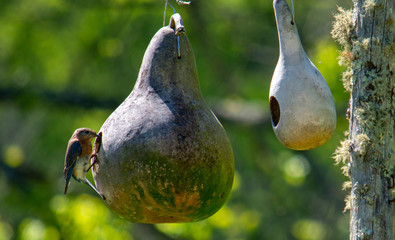 bluebird on a birdhouse gourd
