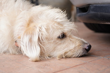 dog sitting on floor and stare