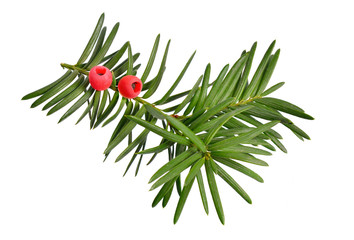 Taxus baccata known as yew, English yew or European yew. Isolated on white background