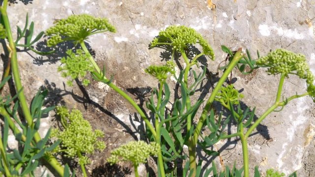 Crithmum maritimum or Sea Fennel grass with thick fleshy stems and leaves of the Mediterranean