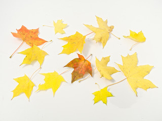 yellow autumn leaves on a white background