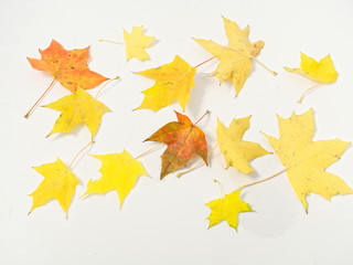 Naklejka na ściany i meble yellow autumn leaves on a white background