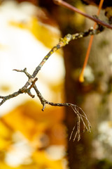 Autumn Leaves