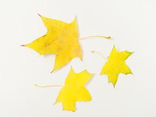 yellow autumn leaves on a white background