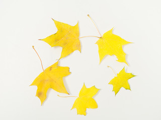 yellow autumn leaves on a white background