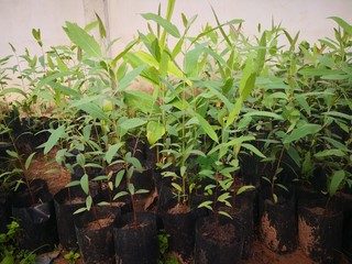 Eucalyptus garden is growing. Gardeners have planted it as a supplementary career.