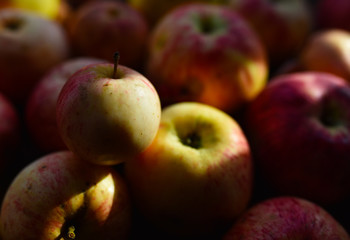 striped autumn apples in the sunlight