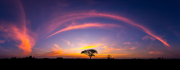 Stablo panoramske siluete u Africi sa zalaskom sunca. Stablo siluetirano protiv zalazećeg sunca. Tamno drvo na otvorenom polju dramatičnog izlaska sunca. Tipičan afrički zalazak sunca s bagremovim drvećem u Masai Mara, Kenija