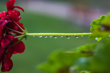 Rain drops on plants
