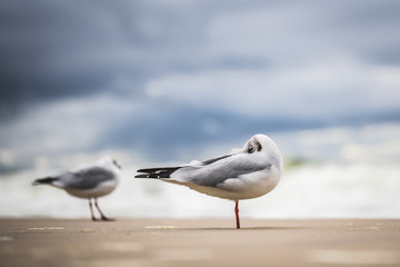 two seagulls on the beach