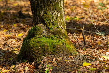 Fototapeta na wymiar Green moss on a tree near the ground, autumn landscape.