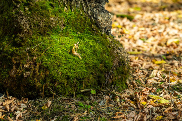Naklejka na ściany i meble Green moss on a tree near the ground, autumn landscape.