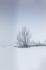 Croatia, 01.2019. - One tree in the middle of snow covered field