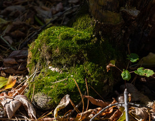 Green moss on a tree near the ground, autumn landscape.