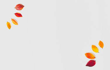 Yellow and red leaves in the corners of the picture on a white background. Blank space for text....