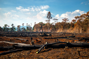 Wood cutting, burning wood, destroying the environment.Area of illegal deforestation of vegetation native to the Laos forest,ASIA. - obrazy, fototapety, plakaty