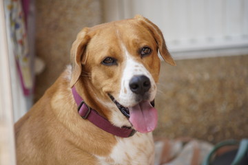 dog sitting on floor and stare