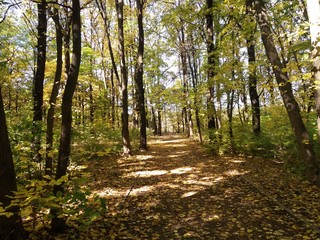 tree in autumn.Forest.landscape.