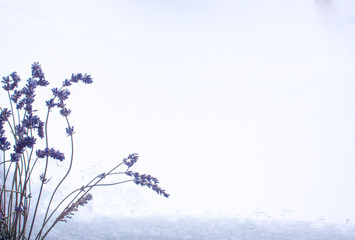 Bunch of cut lavender flowers on snow window for design a lot of copy space.