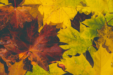 Autumn leaves background. Red, yellow, green leaves