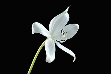 Crinum lily on the black