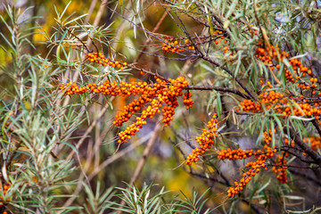 Naklejka na ściany i meble Sea buckthorn berries on a tree. Autumn.