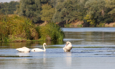wild swans in the Loire valley