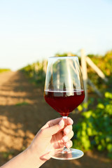 Woman with glass of tasty wine in vineyard