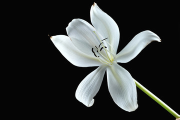 Fototapeta na wymiar Crinum lily on the black