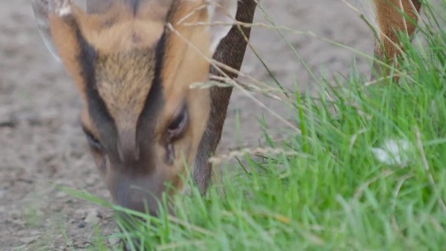 Reeves's muntjac, Muntiacus reevesi nibbles grass on the field. Summer outdoor pasture.