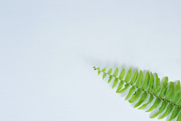 Green fern leaves isolated on white