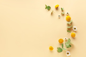 Beautiful composition with flowers on color background