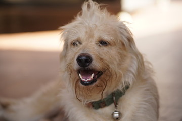 dog sitting on floor and stare