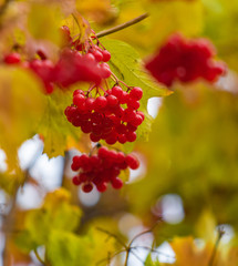 Autumn landscape, red berries of viburnum in the yellow leaves of a tree.