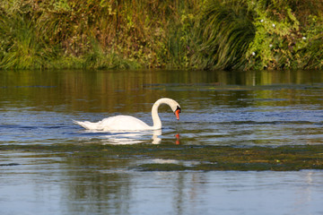 wild swans in the Loire valley