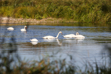 wild swans in the Loire valley