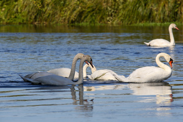 Obraz premium wild swans in the Loire valley
