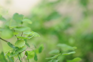 Closeup nature view of green leaf on blurred greenery background in garden with copy space for text using as summer background natural green plants landscape, ecology